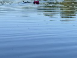 Mainschwimmen Juni 2026